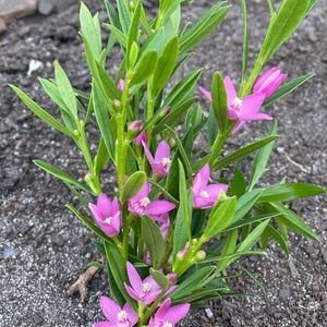 Meet your Posher, Kat